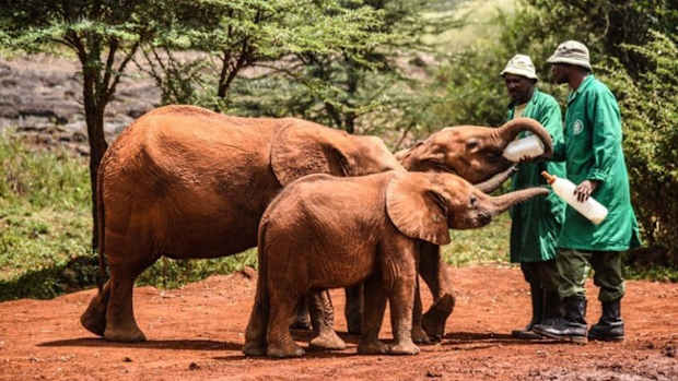 davidsheldrick1